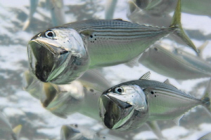 Indian Mackerel pair by Paul Colley 